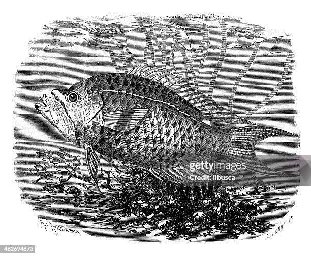 antique illustration of sling-jaw wrasse (epibulus insidiator) - slingjaw wrasse stock illustrations