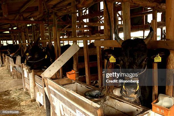 Tajima Wagyu beef cows stand in a barn at a cattle farm in Yabu City, Hyogo Prefecture, Japan, on Saturday, August 1, 2015. High-level negotiations...