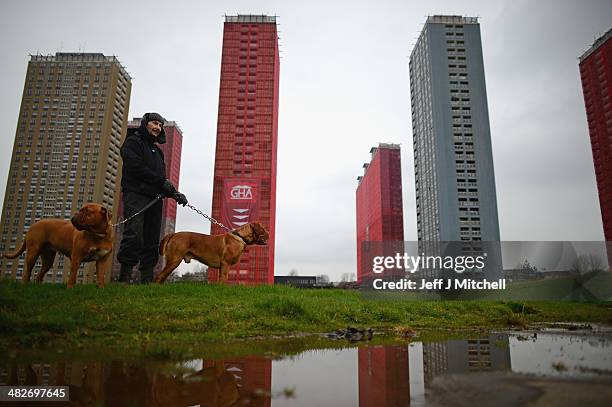 Paul Hunter walks his two Dogue de Bordeaux dogs next to the iconic Red Road flats on April 4, 2014 in Glasgow, Scotland. Five of the six tower...