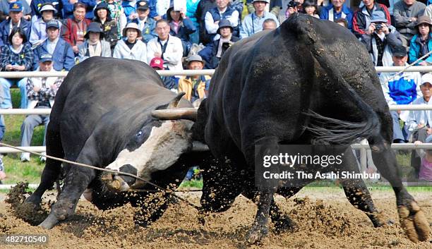 Japanese Bull Rider 101 Kuji Iwate Stock Photos, High-Res Pictures, and Images - Getty Images