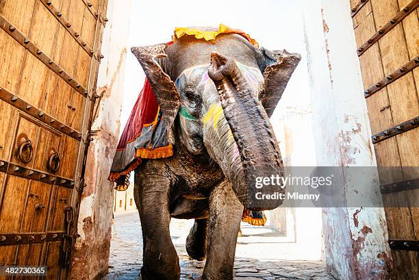 indian elephant running archway amber palace - indische olifant stockfoto's en -beelden