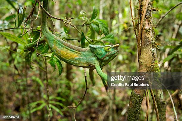 parsons chameleon, madagascar - chameleon stock pictures, royalty-free photos & images