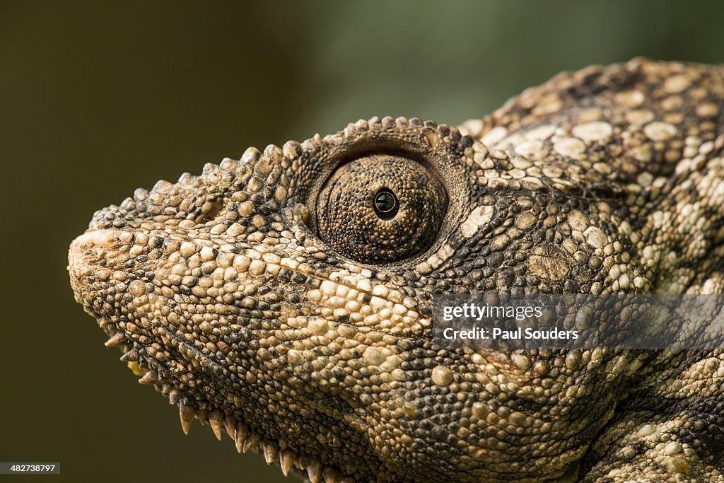Giant Chameleon, Madagasdar