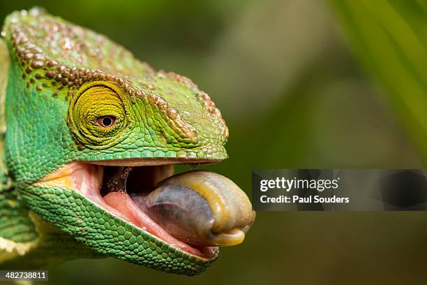 parsons chameleon, madagascar - chameleon tongue ストックフォトと画像