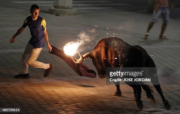 Man makes a pass on a "Toro embolado" with balls of flammable material attached to its horns during a "Pena Taurina" where bull fighting aficionados...