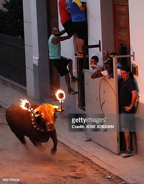 Toro embolado" with balls of flammable material attached to its horns charges down a street during a "Pena Taurina" where bull fighting aficionados...