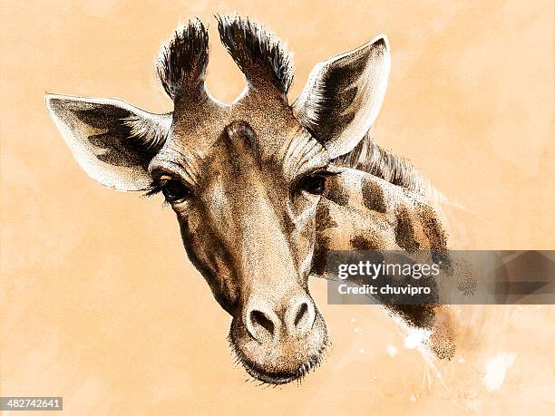 giraffe. - girafe stock-grafiken, -clipart, -cartoons und -symbole