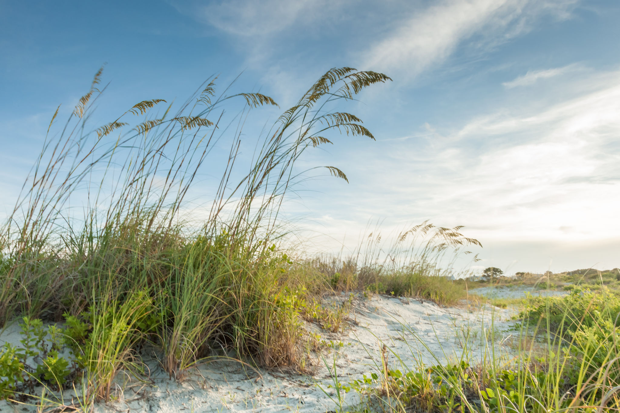 coastal dunes