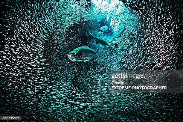 increíble pescado túnel - profundo fotografías e imágenes de stock