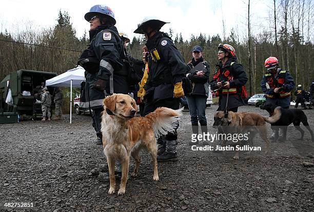 Search and rescue team from Sacramento, California with cadaver dogs prepares to search debris from a deadly mudslide on April 4, 2014 in Oso,...