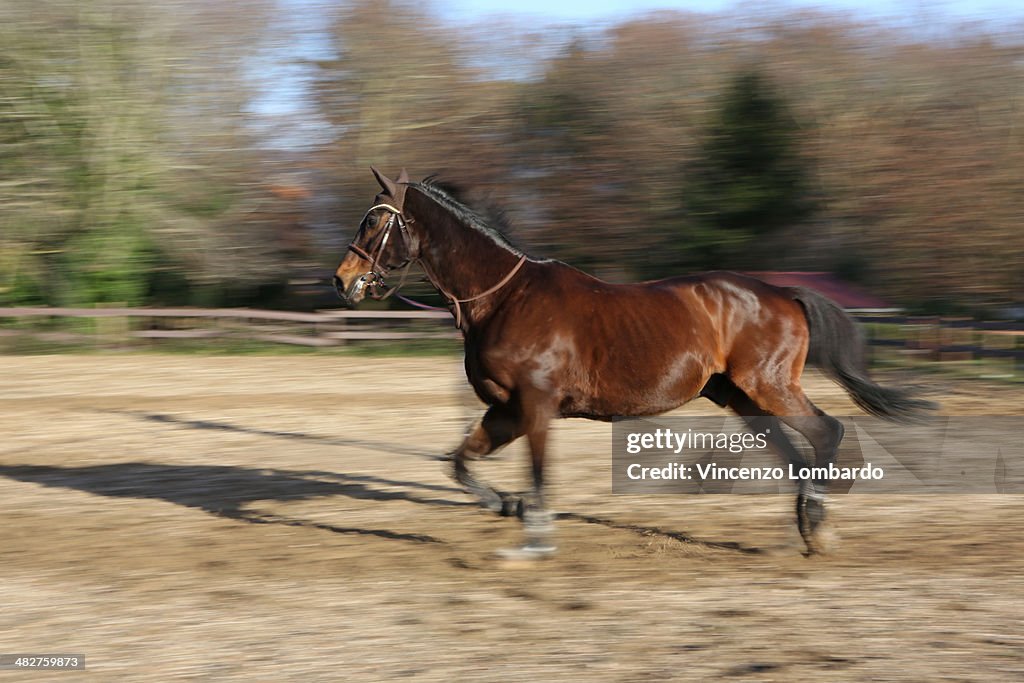 Horse in the riding track