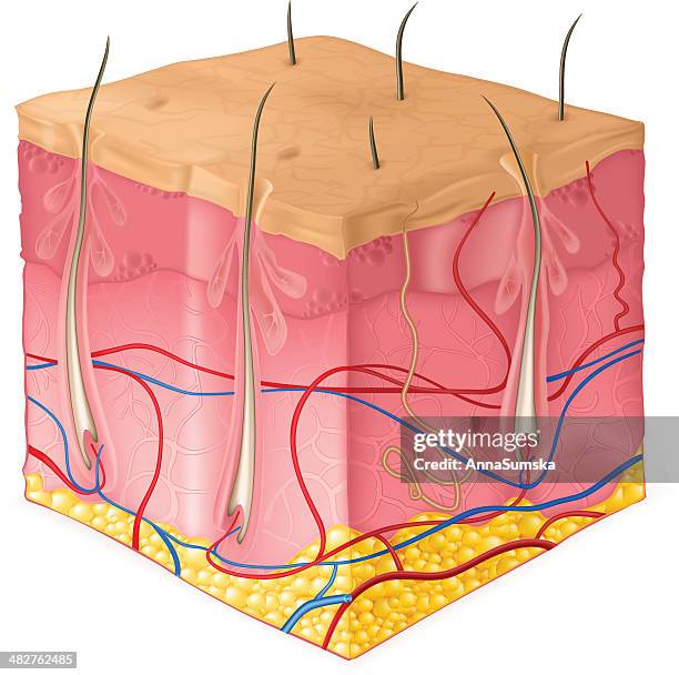 struktur der haut weg - menschliche haut stock-grafiken, -clipart, -cartoons und -symbole