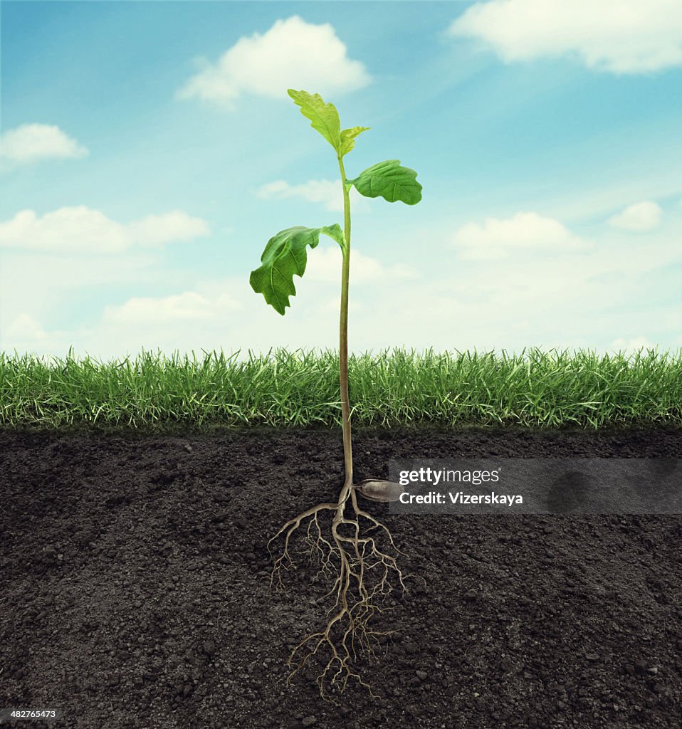 Sprout aus Eiche mit Wurzeln im Boden auf Himmel Hintergrund