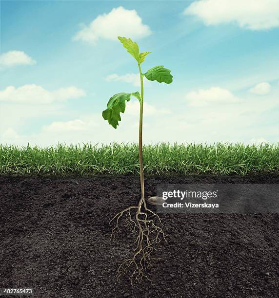 sprout of oak with root in ground at sky background - doorsnede stockfoto's en -beelden