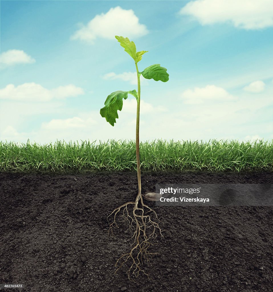 Sprouted Roots Sprout Of Oak With Root In Ground At Sky Background High-Res Stock ...