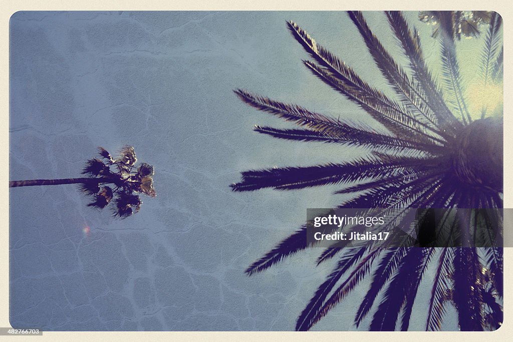 California palmiers-carte postale Vintage