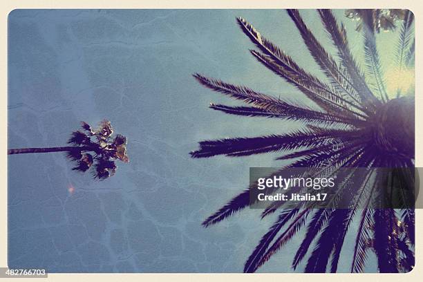 california palm trees - vintage postcard - santa monica 個照片及圖片檔