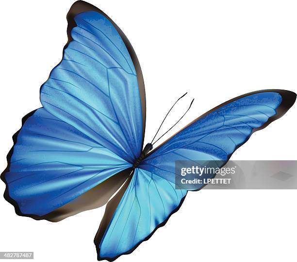 blue morpho - vector illustration - blue morpho butterfly isolated stock illustrations