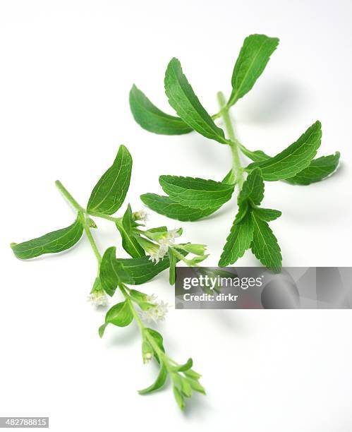 stevia o dolce erbe - stevia foto e immagini stock