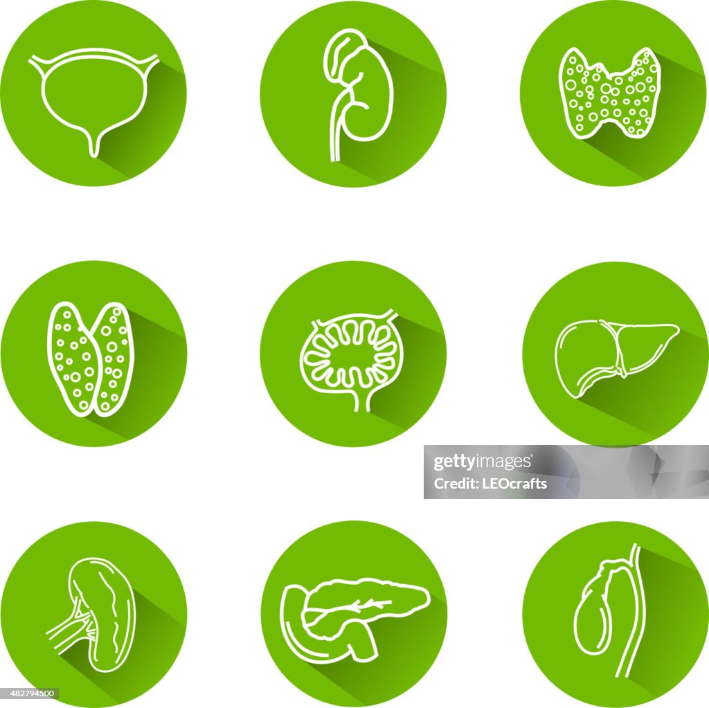 Human Internal Organs Icons