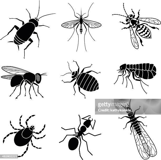 illustrazioni stock, clip art, cartoni animati e icone di tendenza di animale nocivo insetti - parasitic