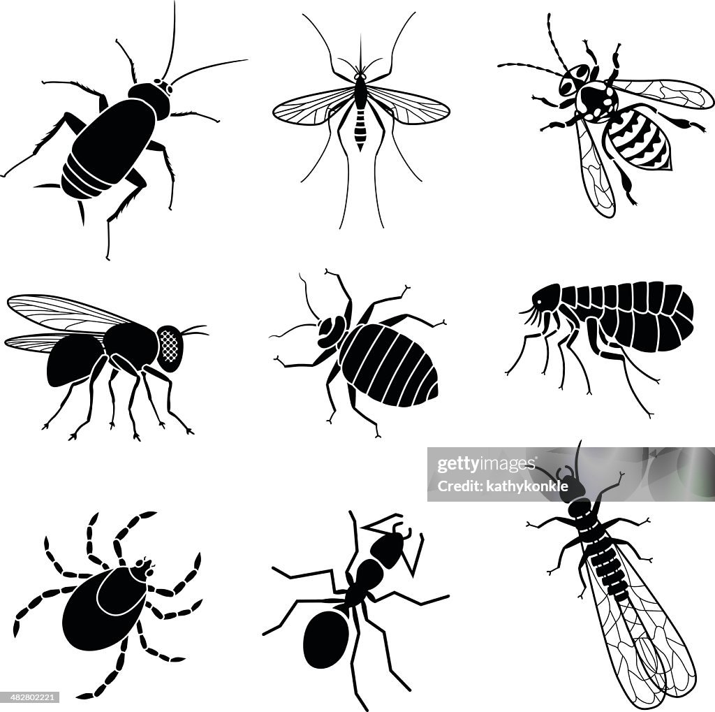 Pest Insects High-Res Vector Graphic - Getty Images
