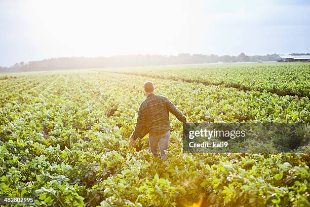 sunrise on the farm, man working thru crop field - corporate portraits depth of field stockfoto's en -beelden