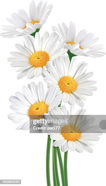 ilustraciones, imágenes clip art, dibujos animados e iconos de stock de daisy bouquet (vector) - chamomile plant