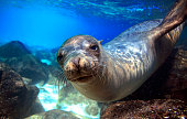 Curious sea lion underwater