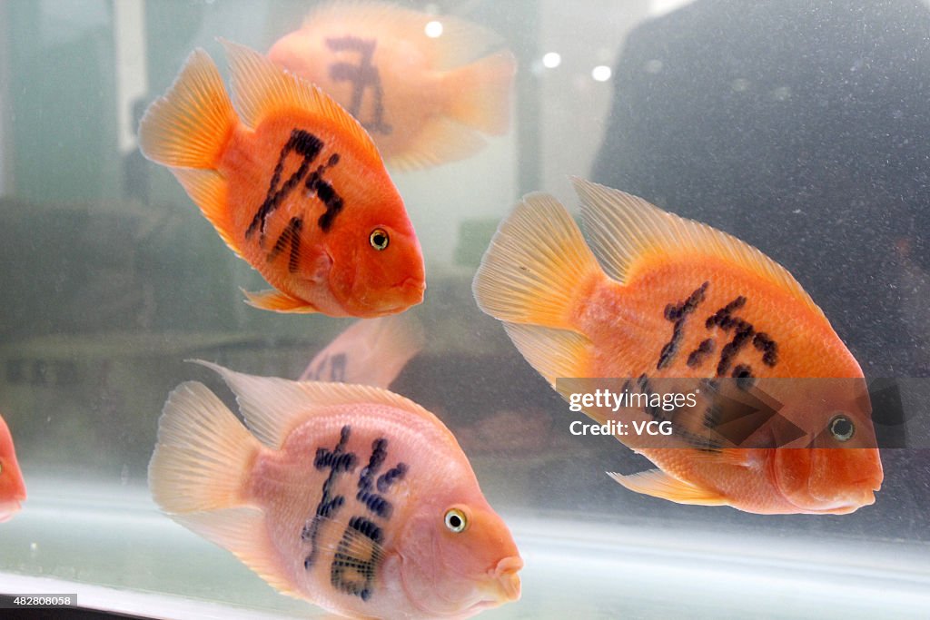 Tattooing Goldfish In Haikou