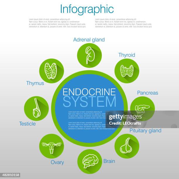 bildbanksillustrationer, clip art samt tecknat material och ikoner med endocrine system infographic design - adrenal gland