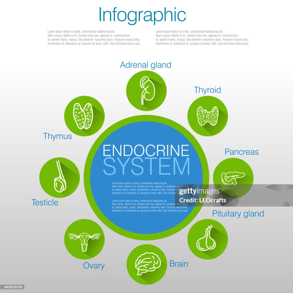 Endocrine Layout Endocrine System Infographic Design High-Res Vector Graphic - Getty Images