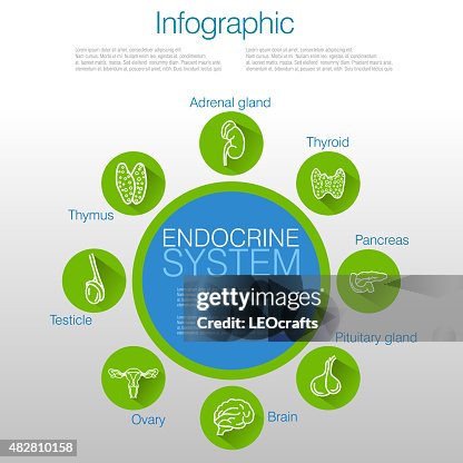 Endocrine System Infographic Design Endocrine System Infographic Design