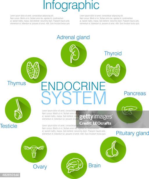 endokrines system infografik design - endocrine system stock-grafiken, -clipart, -cartoons und -symbole