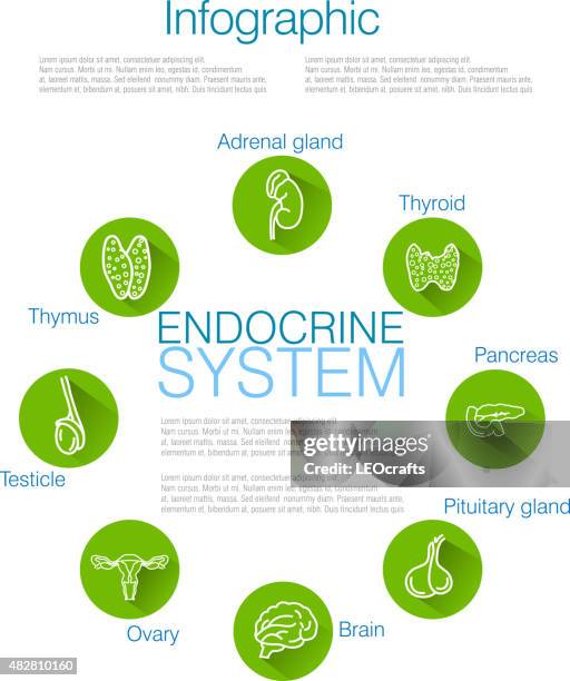 ilustraciones, imágenes clip art, dibujos animados e iconos de stock de sistema endocrino infografía diseño - hipofisis