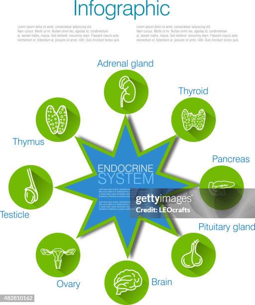 Endocrine Layout 217 System Endocrine Stock Stock Photos, High-Res Pictures, and Images ...