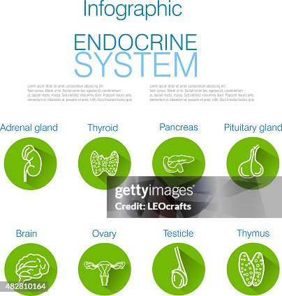 Endocrine System Infographic Design Endocrine System Infographic Design