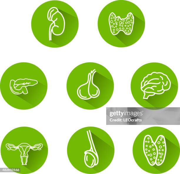 illustrations, cliparts, dessins animés et icônes de icônes système endocrinien - glande pituitaire