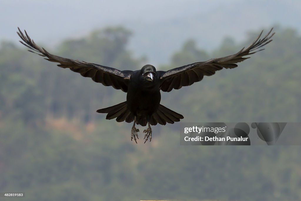 Crow flying