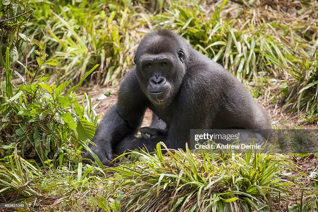 Young Gorilla