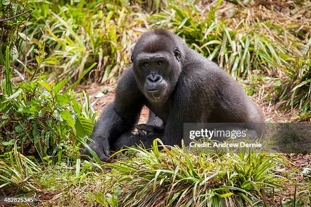 young gorilla - gorila stock pictures, royalty-free photos & images