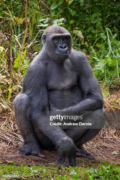 female gorilla - gorila stock pictures, royalty-free photos & images