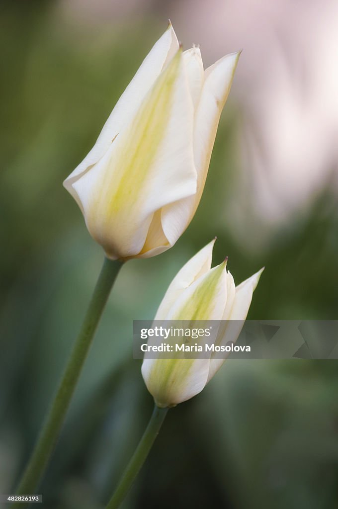 White Tulip Flower Duo