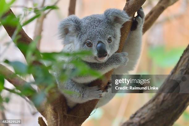 koala, phascolarctos cinereus - koala stock-fotos und bilder