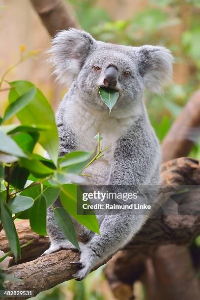 koala, phascolarctos cinereus - koala eating stock pictures, royalty-free photos & images