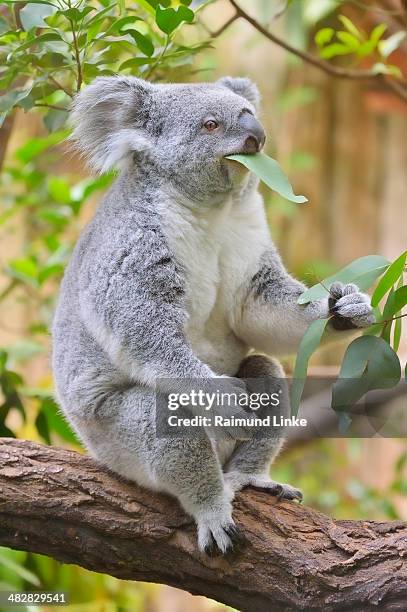 koala, phascolarctos cinereus - koala eating stock pictures, royalty-free photos & images