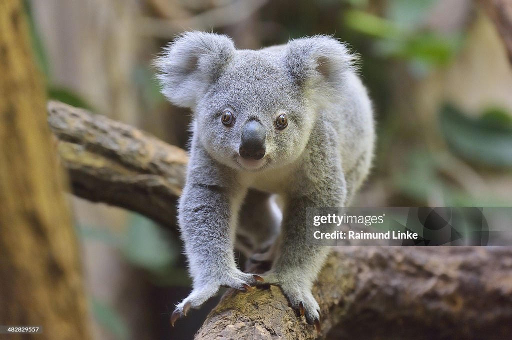Koala, Phascolarctos cinereus