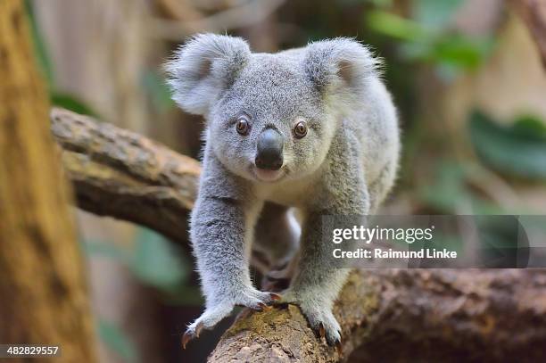 koala, phascolarctos cinereus - koala stock pictures, royalty-free photos & images