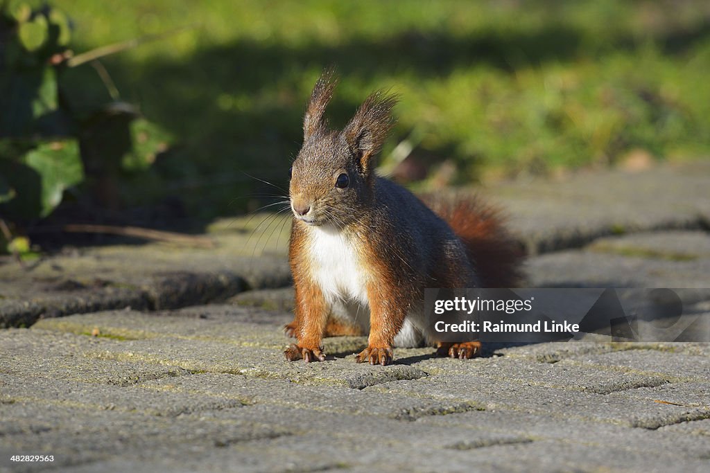 European red Squirrel, Sciurus vulgaris