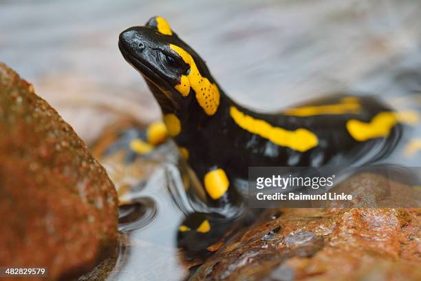 european fire salamander, salamandra salamandra - salamandra fotografías e imágenes de stock
